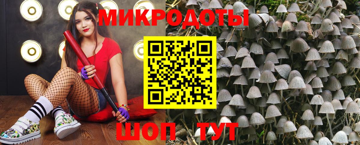 Галлюциногенные грибы Psilocybe Абинск