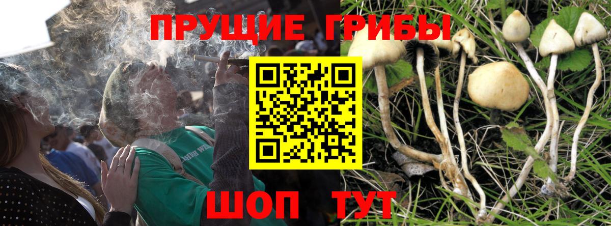 Абинск  Псилоцибиновые грибы Cubensis  наркошоп  Вход с VPN  Псилоцибиновые грибы Magic Shrooms 